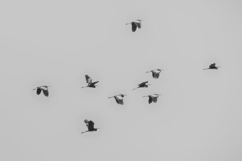 pixabay.com