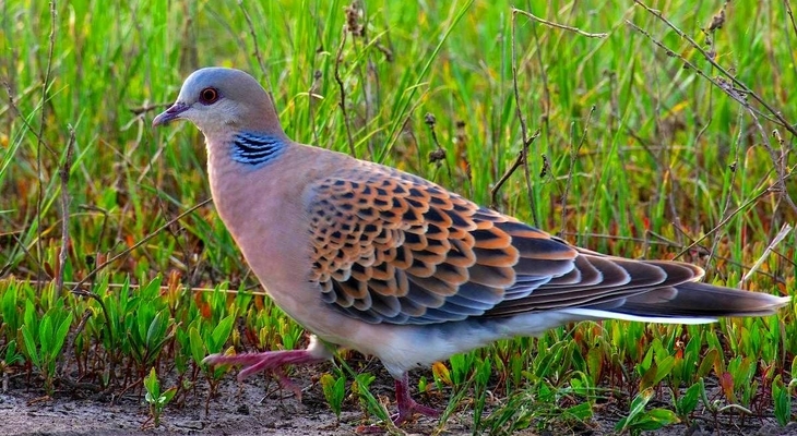 (Fotó forrása: sibirds.ru)