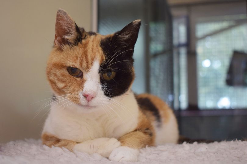 Cats Protection Glasgow Adoption Centre/Facebook